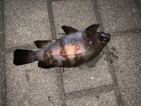 25㎝以上　サイズアップ