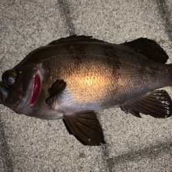 シーバスを狙ってみた