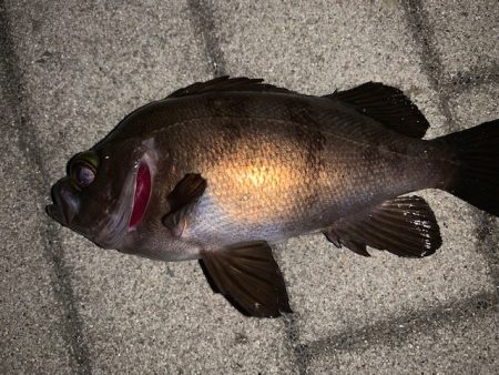 シーバスを狙ってみた