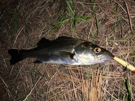 ハクがほとんどいません。