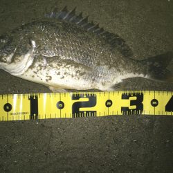 2020 キビレ調査NO、1