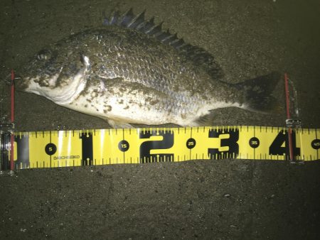 2020 キビレ調査NO、1