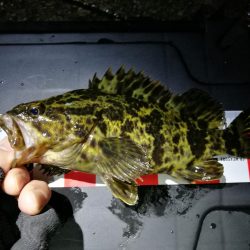 南港へち釣行 (2020/05/17 南港ヘチ釣り キビレチヌ(42cm)タケノコメバル22cm、良ガシラ 釣果有り)