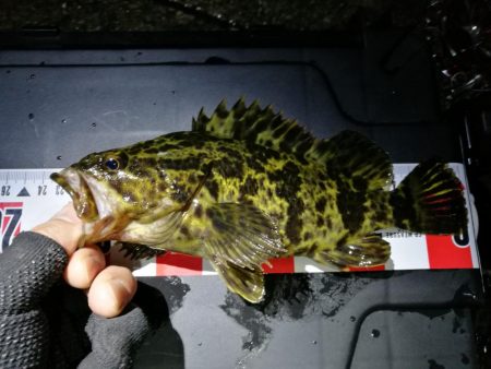 南港へち釣行 （2020/05/17 南港…