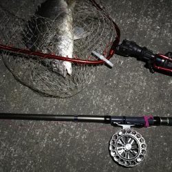 2020/05/23 南港ヘチ釣り　キビレチヌ（40cm,35cm）釣果有り）