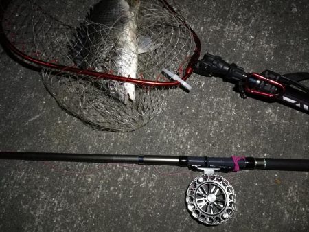 2020/05/23 南港ヘチ釣り　キビレチヌ（40cm,35cm）釣果有り）