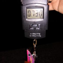 泳がせでアオリ