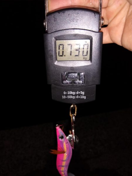 泳がせでアオリ