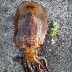 ウネリの中の二杯