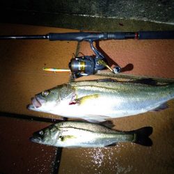 バチ抜けシーバス