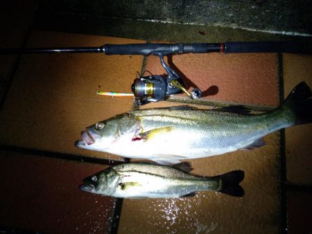 バチ抜けシーバス