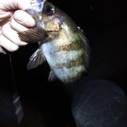 解除後、初メバル