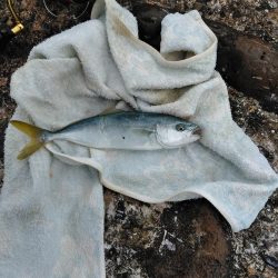 フカセ‥尾長グレ