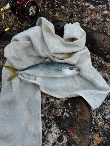 フカセ‥尾長グレ