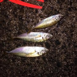 ちょっとだけアジ