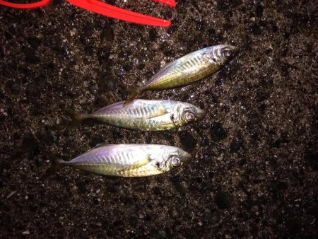 ちょっとだけアジ