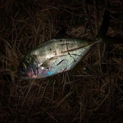 久しぶりのお出掛け