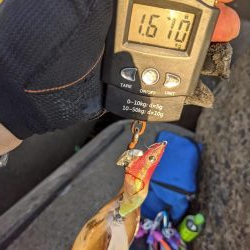 今季の記録アオリ