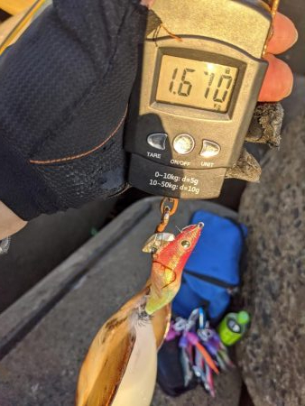 今季の記録アオリ