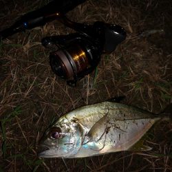 渋いがサイズUP