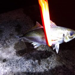 本命は釣れず…