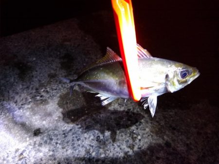 本命は釣れず…