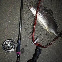 南港へち釣行(2020/05/30 南港ヘチ釣り キビレチヌ(44cm,43cm~)ガシラ23.5cm 釣果有り)