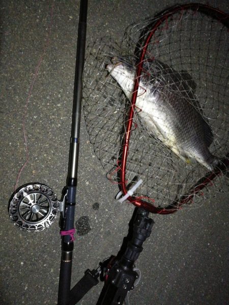 南港へち釣行(2020/05/30 南港ヘチ釣り キビレチヌ(44cm,43cm~)ガシラ23.5cm 釣果有り)