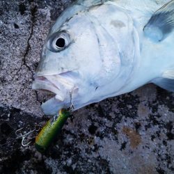 半年ぶりに釣れましたロウニンアジ
