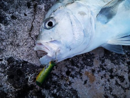 半年ぶりに釣れましたロウニンアジ