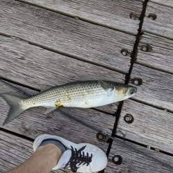 小サバ好調 ボラ多し