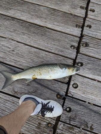 小サバ好調 ボラ多し