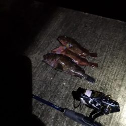 アジング→メバリング→ガシリング