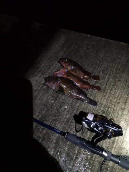 アジング→メバリング→ガシリング