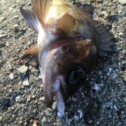 久々で楽しいっす！