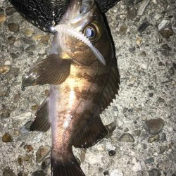 ぼちぼちでした