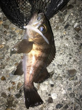 ぼちぼちでした