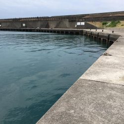 コサバ200匹、キス7匹