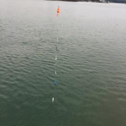 真鯛、良型アジ（28㎝）