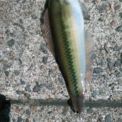 コロナ休日釣行