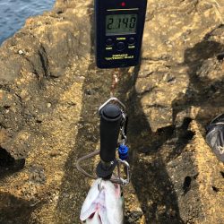 佐渡　ライトショアジギング！