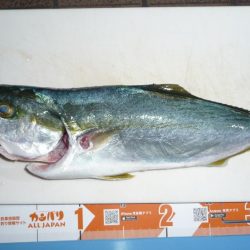 久しぶりの青物