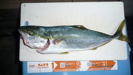 久しぶりの青物