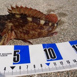 南港ガシリング