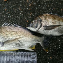 密をさけて。ボラと思ったら、キビレ45センチ!