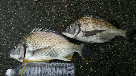 密をさけて。ボラと思ったら、キビレ45セン…