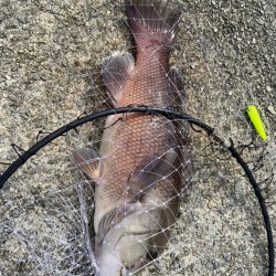 エビでコブダイ