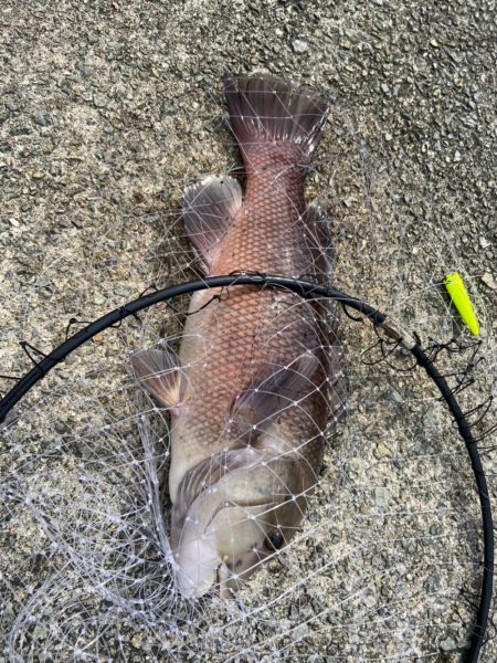 エビでコブダイ