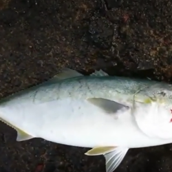 釣り自粛解禁1発目！！青物釣行ｗ
