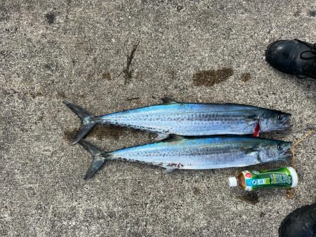 サワラ　ハマチ